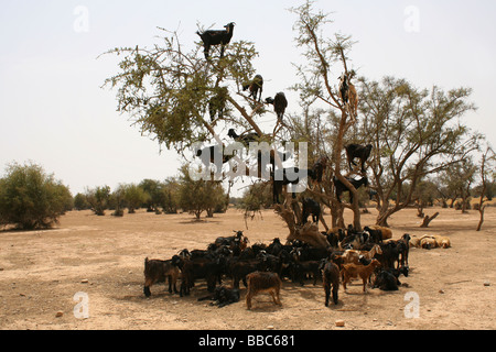 Morocco, 2006. Goats standing in a tree eating fruit. This quirky, amusing and unusual sight attracts tourists that like to photograph such scenes. Stock Photo