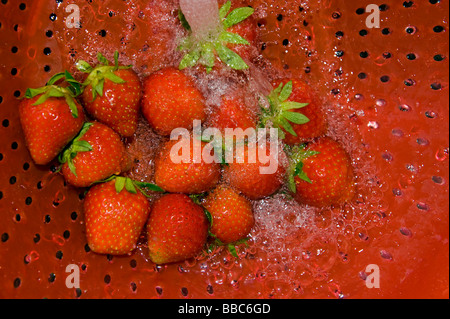 washing strawberries strawberry riddle screen strainer sieve clean cleaning water watering jet red kitchen cook cooking prepare