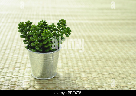 Artificial plant in a pot Stock Photo