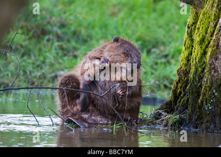 European beaver Castor fiber scratching Stock Photo