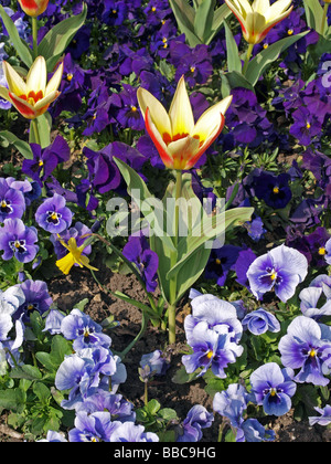 Close up of tulips and pansies in early spring Stock Photo
