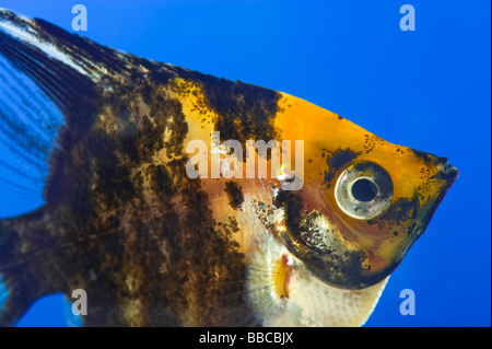portrait of a three coloured longfin angel fish scalare Pterophyllum scalare blue background orange black white silver fish brig Stock Photo