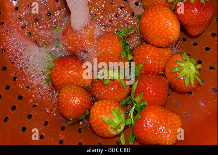 washing strawberries strawberry riddle screen strainer sieve clean cleaning water watering jet red kitchen cook cooking prepare