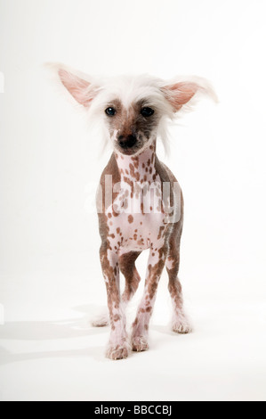 Chinese best sale crested funny