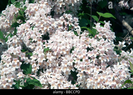 Beauty Bush Kolkwitzia Amabilis Pink Cloud Caprifoliaceae Stock Photo