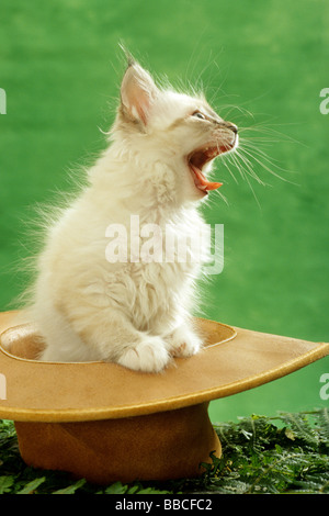 Domestic Cat (Felis catus, Felis silvestris), breed: Birman, kitten sitting in a hat while yawning Stock Photo
