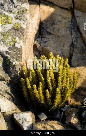 Fir clubmoss, Huperzia selago, growing on rocks in the Cairngorms, Scottish Highlands. Stock Photo