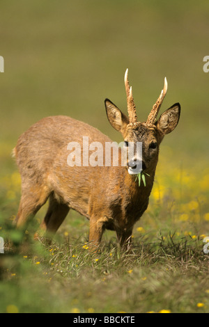 European Roe Deer (Capreolus capreolus), buck eating grass Stock Photo