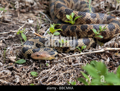 Western fox snake, Elaphe vulpina vulpina/Pantherophis vulpinus ...