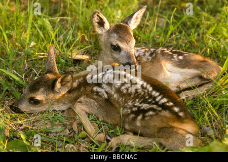 European Roe Deer (Capreolus capreolus). Two fawns lying in grass Stock Photo