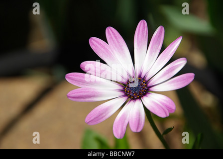 Mittagsblume Gazania 08 Stock Photo