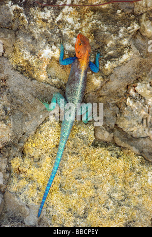 Agama lizard on rock wall Stock Photo