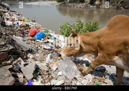 Cow eating garbage. Ganges river. Rishikesh. Uttarakhand. India Stock Photo