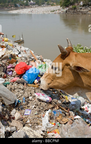Cow eating garbage. Ganges river. Rishikesh. Uttarakhand. India Stock Photo