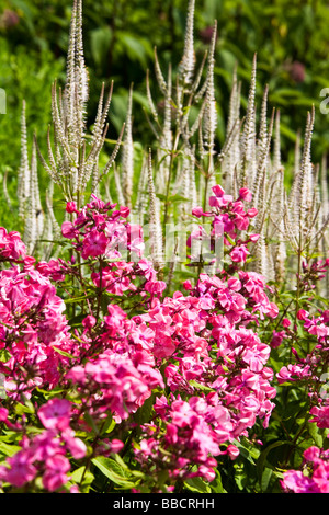 Part of a herbaceous perennial border with dark pink phlox in the foreground and tall white spikes of Veronica,speedwell behind Stock Photo
