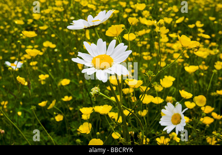 Buttercups and daisies growing in a field Stock Photo