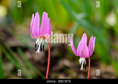 Flowering Dog s tooth violet Dogtooth violet Erythronium dens canis Stock Photo
