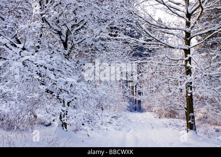 Staffordshre Way snow covered path and trees in winter Cannock Wood Stock Photo