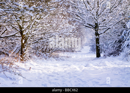 Staffordshre Way snow covered path and trees in winter Cannock Wood Stock Photo