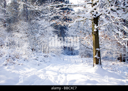 Staffordshre Way walking route snow covered path and trees in winter Cannock Wood Stock Photo