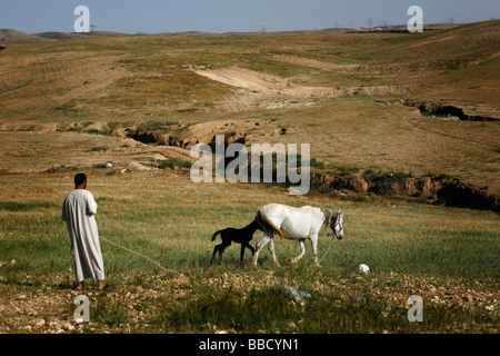 A Bedouin man checks on his mare and her foal. El Araqeeb, Israel Stock Photo