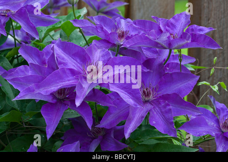 Stock photo of a cluster of purple clematis blooms growing outdoors along a wood fence. Stock Photo