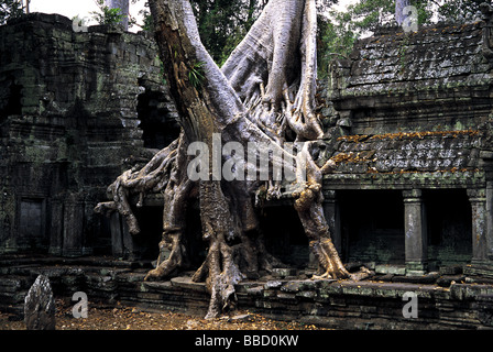 Giant kapok tree roots engulf Ta Prohm Temple at Angkor Wat, Cambodia Stock Photo
