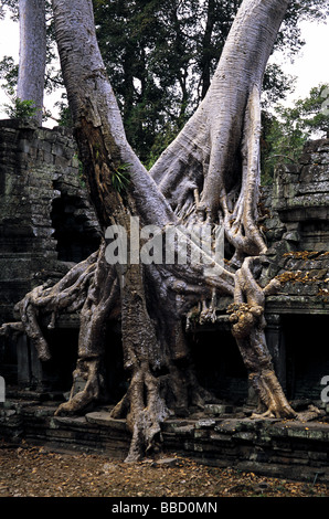 Giant kapok tree roots engulf Ta Prohm Temple at Angkor Wat, Cambodia Stock Photo