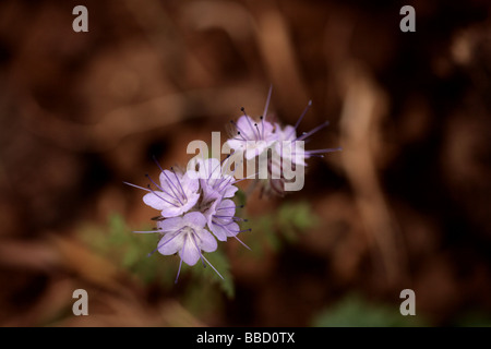 Wild Marjoram (Origanum vulgare) Stock Photo