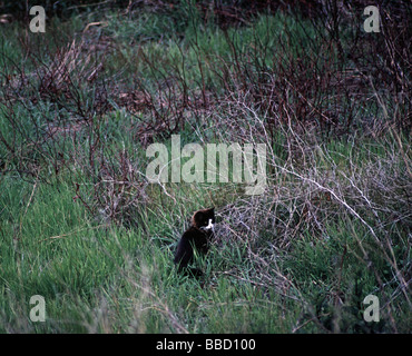 feral cat Lake Merced park San Francisco California Stock Photo