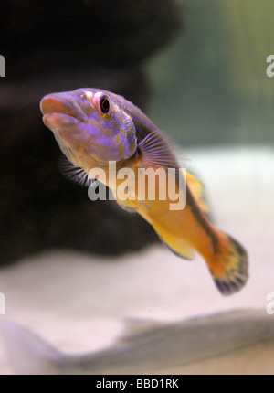 Cuckoo Wrasse, Labrus mixtus aka Labrus bimaculatus, Labridae. A Common ...