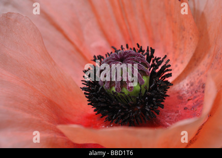 Poppy seed head surrounded by pink petals Stock Photo