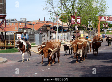 Fort Worth Stockyards cattle drive, Texas Stock Photo