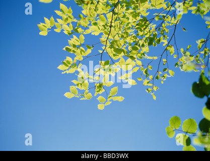 Green Leaves and Blue Sky Stock Photo