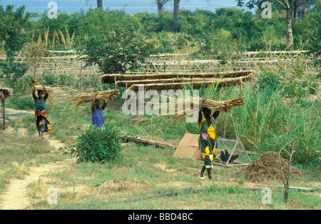 nkwichi lodge community garden scene lake niassa mozambique Stock Photo