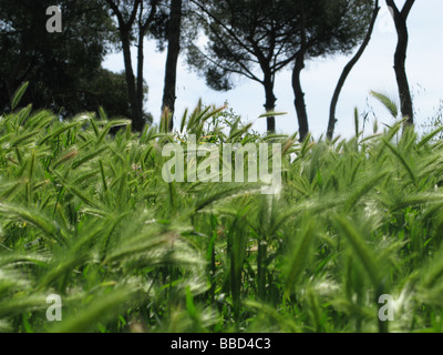 ong green grass in sun light in field in country woods Stock Photo