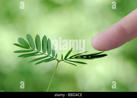 Sensitive plant, Mimosa pudica.  See image BBD4CF for the 'before stimulation' shot in the sequence. Stock Photo