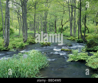 Woods Rive Spring river in the woods Stock Photo - Alamy