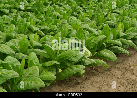 Virginischer Tabak cultivated Tobacco 07 Stock Photo