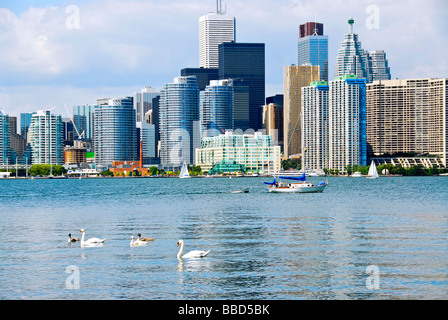 Toronto harbor skyline with skyscrapers sailboat and swans Stock Photo