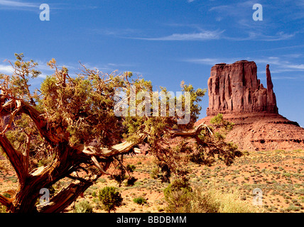 West Mitten and Juniper tree Monument Valley Utah Arizona USA Stock Photo