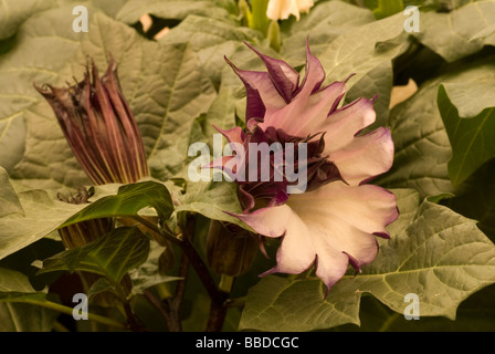 Angel Trumpet, Angel's Trumpet Tree or Datura, Brugmansia arborea, Solanaceae, Tropical South America, Solanaceae Stock Photo