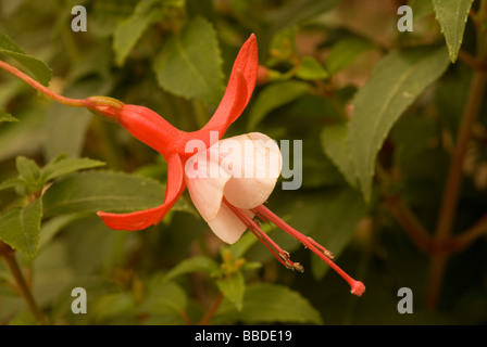 Fuchsia sp. 'Alice Hofmann', Onagraceae Stock Photo