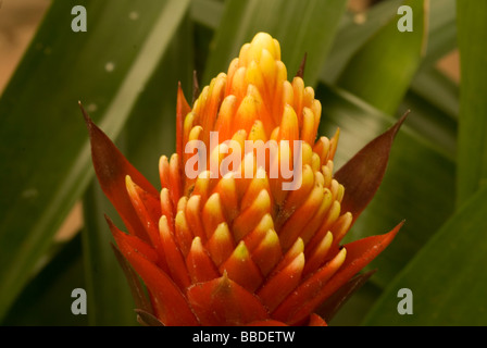 Flower of Guzmania sp. 'Torch', Bromeliaceae, tropical America Stock Photo