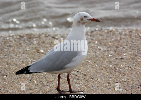 SEAGULL ON THE BEACH WITH OIL ON ITS FACE HORIZONTAL A Stock Photo