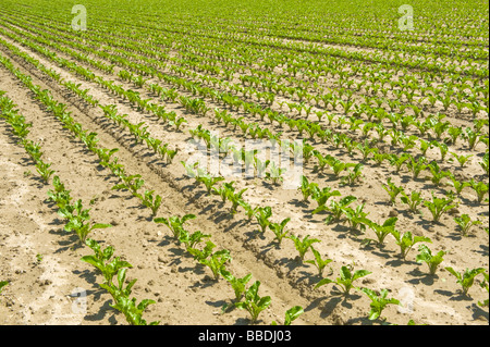 sugarbeet sugar beet row fertile prolific field crop order ordering in-line line farmer farm farming grow growing plant green pl Stock Photo