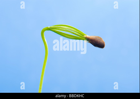 conifer seed tree unfold unfolding cotyledon seed leaf germ germinate ...