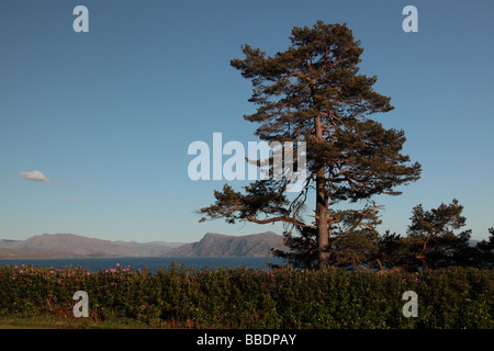 A lone scots pine tree catching the light of the setting sun and mountains and sea in the background. Stock Photo