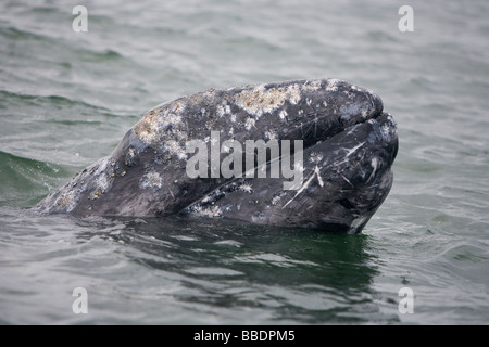 Grauwal Eschrichtius robustus Grey Whale Gray Whale friendly calf spyhopping in San Ignacio Lagoon Baja California Mexico Stock Photo