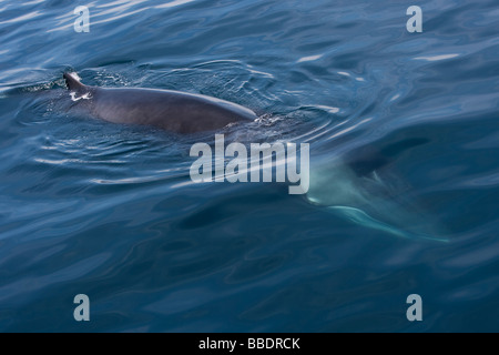 Fin Whale Balaenoptera physalus Finnwal diving Sea of Cortez Baja California Mexico dorsal fin visible Stock Photo